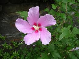 Image result for Hibiscus rhabdotospermus