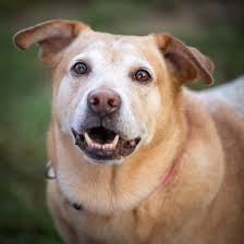 17,073 likes · 579 talking about this · 633 were here. Giving Back Pet Adoption Pibbles Paws Safe Haven Dog Rescue Cruver Photography