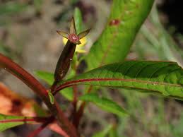 Image result for Ludwigia erecta