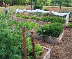 We did not find results for: 5 Tips And Tricks For Cultivating Your Own Raised Bed Vegetable Garden Our State