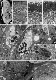 Image result for Diclis tenella