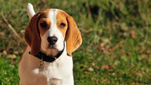 Some of the technologies we use are necessary for critical functions like security and site integrity, account authentication, security and privacy preferences, internal site usage and maintenance data, and to make the site work correctly for browsing and transactions. Lemon And White Beagle Hd Wallpaper Wallpaper Flare