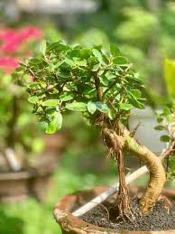 Image result for Ficus muelleriana