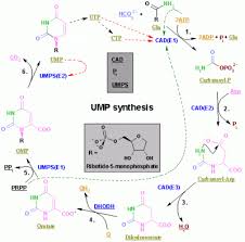 In turn, each nucleotide is itself made up of three primary components: Nucleotide Wikipedia