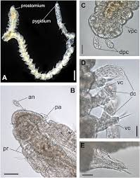 Image result for Hermannia seineri