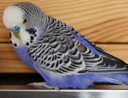 Muhabbet Kusu Kafesi Nasil Secilir Juen Pet Market Blog