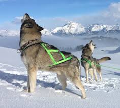 Schlittenhunde müssen ausdauernd und gegen kälte resistent sein. X Back Zuggeschirre Brustgeschirre Trekkinggeschirre Halsbander Leinen Packtaschen Hundemantel Pfotenschutz Bootis