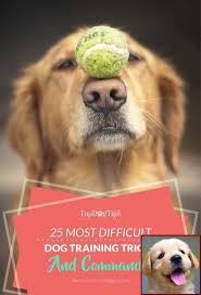 If You Can Teach Your Pet Dog These Standard Skills And Commands You Can Make Sure A Tranquil Cohabitati Dog Training Tips Dog Training Dog Training Obedience