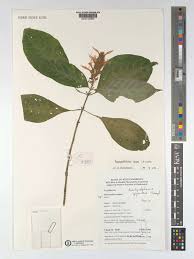 Image result for Brachystephanus