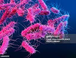Image result for Enterobacter