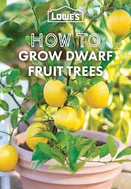 Seeds and plants used in gardens to produce food for human consumption are eligible foods. Dwarf Fruit Trees Buying Guide Dwarf Fruit Trees Fruit Trees Fruit