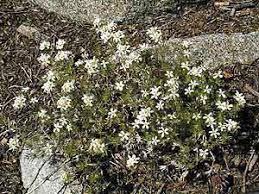 Image result for Lintonia nutans