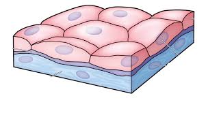 We did not find results for: 4 4 Animal Tissues Plant And Animal Tissues Siyavula