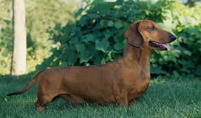 Dachshunds are energetic, brave, intelligent and independent. Dachshund Dog Breed Information