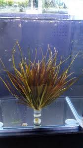 Image result for Blyxa aubertii