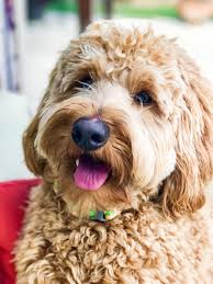 Puppy registration, microchip, first worming treatments, one or two health exams by our veterinarian, and a packet of starter items alaa and/or wala registration for labradoodle puppies. Boudin Blonde Labradoodle Labradoodle Australian Labradoodle Labradoodle Breeders