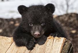 Pin On Black Bears How I Love Them