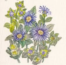 Flower Flower 해국 꽃말은 침묵 이름대로 바닷가에서 사는 국화 꽃 카드 꽃 펜