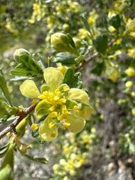 Image result for Polystachya tridentata