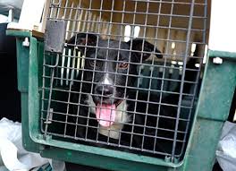 Hours may change under current circumstances Tito S Handmade Vodka Shows Their Love For Dogs