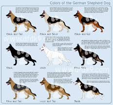 Sable Black And Cream German Shepherd German Shepherd Colors By Mausergirl On Deviantart Germanshepherd German Shepherd Colors German Shepherd Dogs Silver German Shepherd