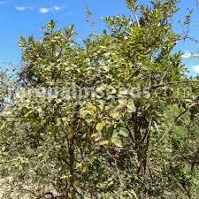 Image result for Flacourtia indica