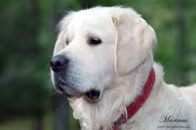 Ardorgold has provided beautiful puppies to loving new owners since 1990, including veterinarians and members of the golden retriever club of america. English Cream Golden Retriever This Will Be My Next Puppy Retriever Puppy Golden Retriever White Golden Retriever Puppy