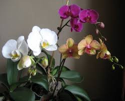 Easy Orchid For Beginners The Moth Orchid Dengarden