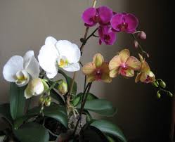 easy orchid for beginners the moth orchid dengarden