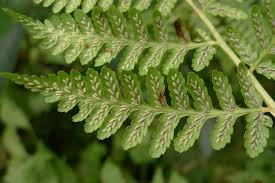 Image result for Diplazium humbertii