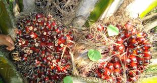 We extract the trade partners from pacific oils fats industries sdn bhd's 427 transctions.you can screen companies by transactions, trade date it can calculate the main market and occupation of pacific oils fats industries sdn bhd all around the world. Rspo Members Concealed Links To Papua Palm Oil Plantations To Be Formally Investigated Eia