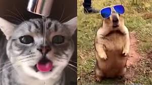 Wir sind der meinung, dass lachen eines der besten gefühle der welt ist. Lustige Videos Zum Totlachen Lustig Compilation Lustige Videos 2018 Vol 165 Funny Dutube Www Katze24 Com
