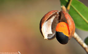 Image result for Copaifera