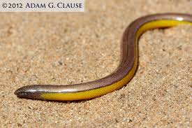 Image result for Spragueanella