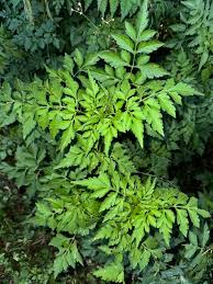 Image result for Bidens bipinnata