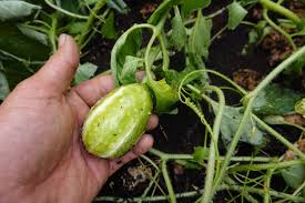 Image result for Cucumis anguria