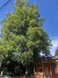 Image result for Carya illinoinensis