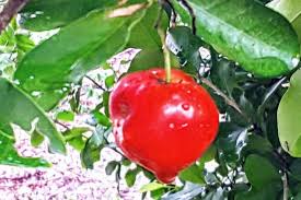 It is native to south america, southern mexico, and central america and it is often grown in warmer areas. Growing Acerola Barbados Cherry Malpighia Emarginata Vegefuture