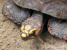 how did a tortoise survive 30 years in a box national