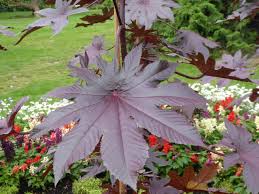 Image result for Ricinus communis