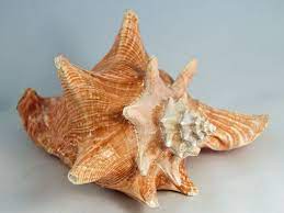 Conch shell crafts treasures crafts to do diy crafts design decor florida home art. Scaletowidth 811 609 Conch Shell Shells Conch