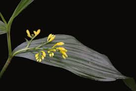 Image result for Corymborkis corymbis