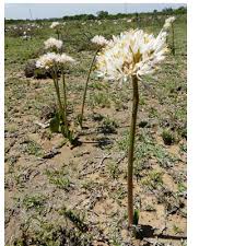 Image result for Haemanthus montanus