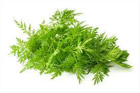 Artemisia annua is a medicinal plant that originated in southeast asia, but is now cultivated all around the world. Do Artemisia Annua L Compounds Have Sars Cov 2 Antiviral Potential