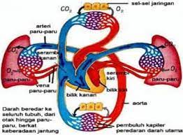 Peredaran darah merupakan gerakan konstan darah ke seluruh tubuh yang di pompa oleh jantung. Peredaran Darah Pengertian Makalah Sistem Urutan Dan Fungsi