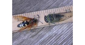 Cicada killers are large wasps, approximately two inches in length. The Eastern Cicada Killer Wasp