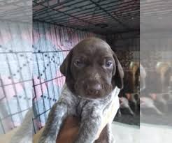 German shorthaired pointer puppy for sale near florida, wesley chapel, usa. Oqmbegzs8wktvm