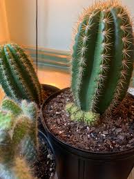 1 gallon container specimens are substantially thicker than those in a 6 container. Sun Goddess Growing Pups Newbie Wondering What To Do I Picked This Up At Home Depot A Few Months Ago As My First Cactus I Found A Few Posts Here To Identify It