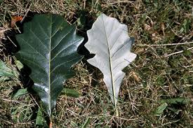 Image result for white oak leaf