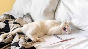 Darüber sollte man sich im klaren sein ;). Katze Kratzt An Tur Was Tun Anti Turkratz Training Schlitzohr